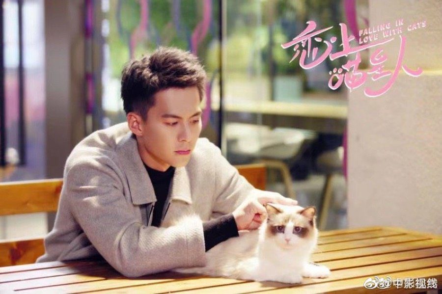 Falling in Love With Cats